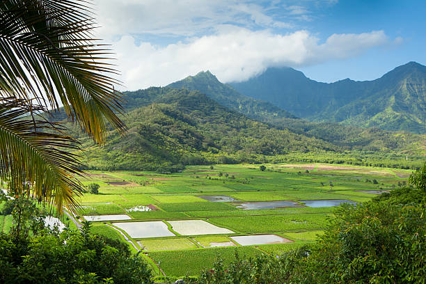 istock Taro fields in Hanalei Valley, Kauai, Hawaii 180714142