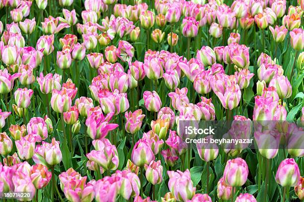 Różowy Tulip - zdjęcia stockowe i więcej obrazów Bez ludzi - Bez ludzi, Botanika, Efekt faktury