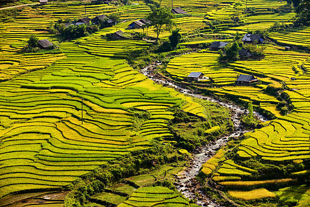 Rice fields near Sapa town in North Vietnam