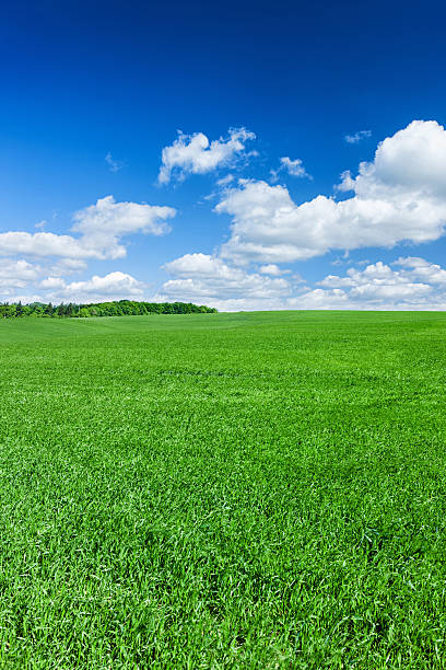 istock Panoramic spring landscape 41MPix XXXXL - green field, blue sky 180714362