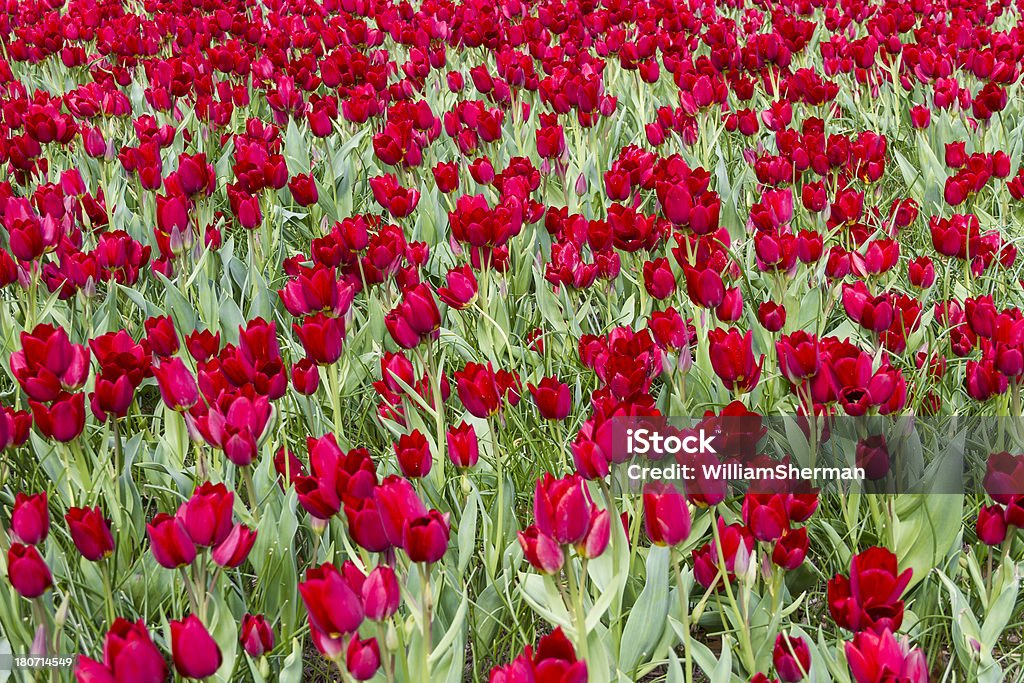 Impactante tulipanes rojos - Foto de stock de Abierto libre de derechos