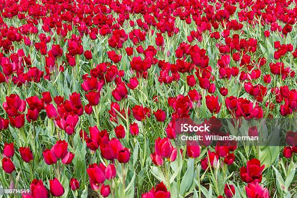 Impactante Tulipanes Rojos Foto de stock y más banco de imágenes de Abierto - Abierto, Agricultura, Aire libre