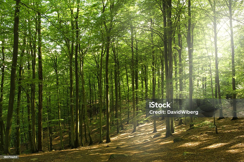 Sunlight shine in newly sprung summer beech forest. sweden Newly sprung beech forest in southern Sweden. Beech Tree Stock Photo