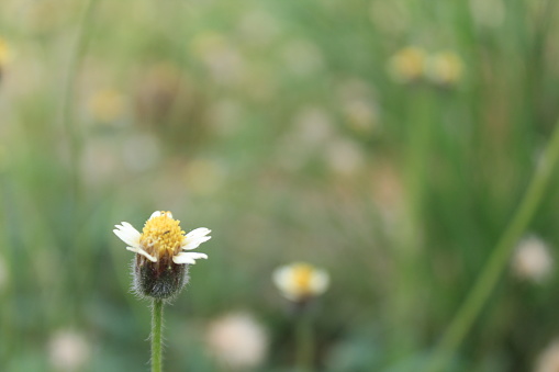 Closed up view of Tridax Procumbens (coatbuttons) flowers