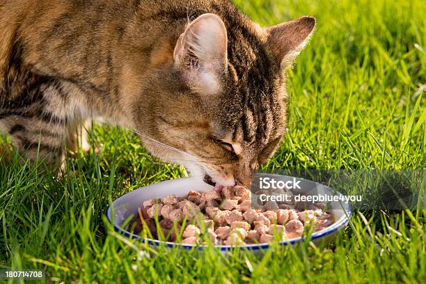 Cute Cat In Grass At Meal Stock Photo - Download Image Now - Eating, Cat Food, Domestic Cat