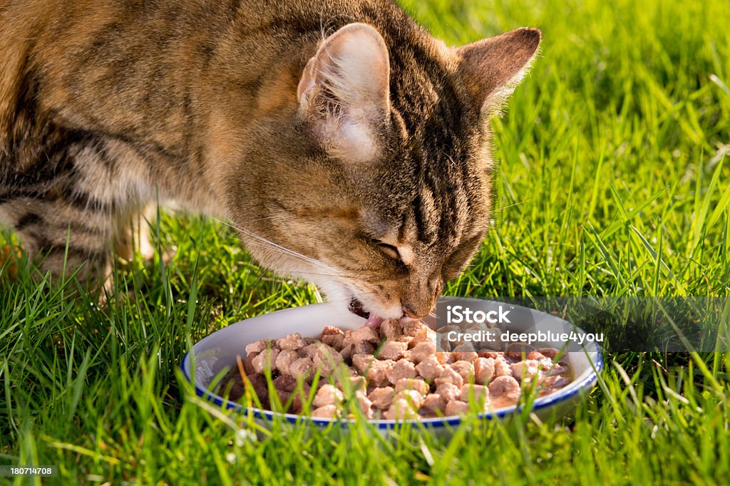 Kot w trawie Tapeta na posiłek - Zbiór zdjęć royalty-free (Jeść)