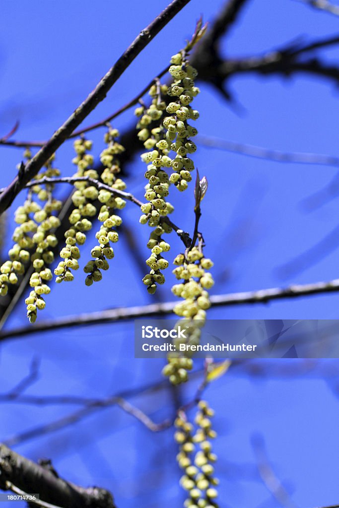 Green Buds Green buds coming out in a Vancouver spring Back Lit Stock Photo