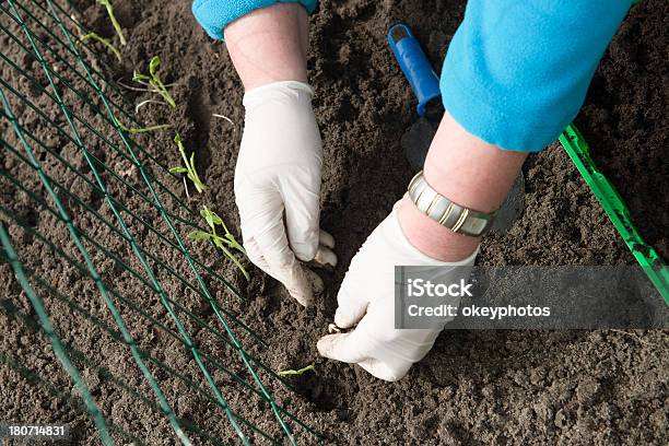 Pflanzensalat Stockfoto und mehr Bilder von Arbeiten - Arbeiten, Blatt - Pflanzenbestandteile, Blumenbeet