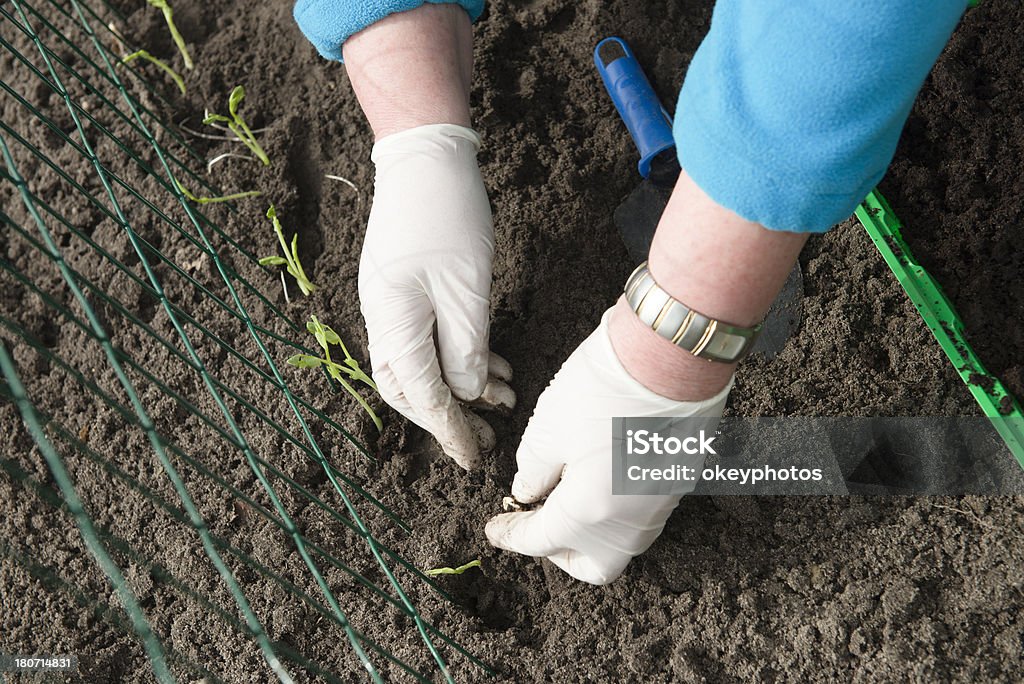 Planter salade de - Photo de Adulte libre de droits