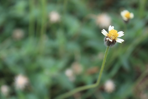 Closed up view of Tridax Procumbens (coatbuttons) flowers