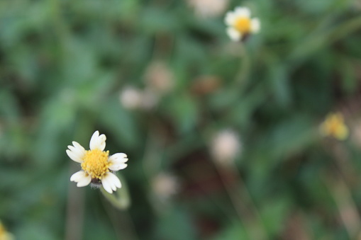 Closed up view of Tridax Procumbens (coatbuttons) flowers