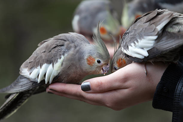 istock Cockatiels eating from a woman's hand 180715006