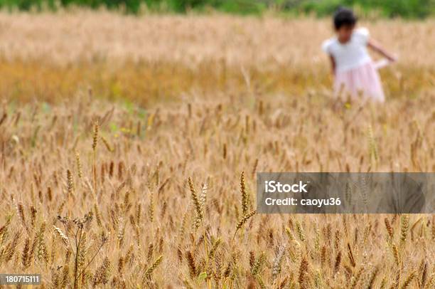 Campo De Trigo Foto de stock y más banco de imágenes de Agricultura - Agricultura, Ajardinado, Alimento