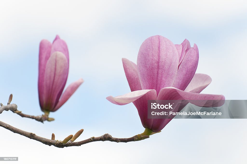 Fleurs de Magnolia - Photo de Arbre libre de droits