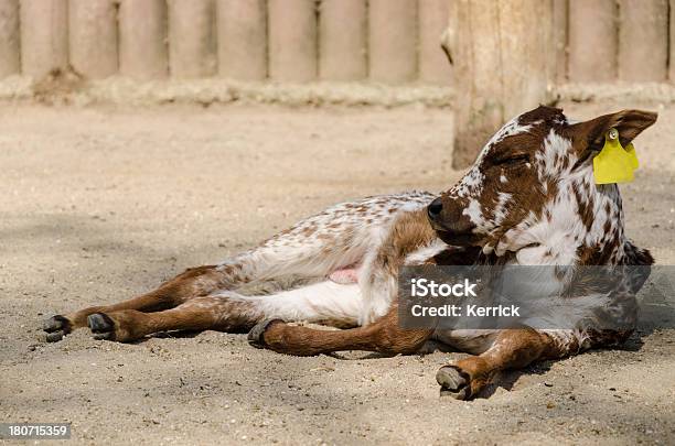 Gepunktete Kalbsleder Liegen Auf Dem Unteren Stockfoto und mehr Bilder von Agrarbetrieb - Agrarbetrieb, Fotografie, Frühling