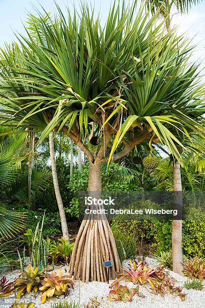 Palma Tropicale - Fotografie stock e altre immagini di Albero - Albero, Albero tropicale, Ambientazione esterna