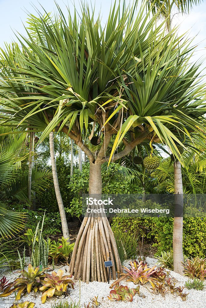 Tropikalne Palm Tree - Zbiór zdjęć royalty-free (Bez ludzi)