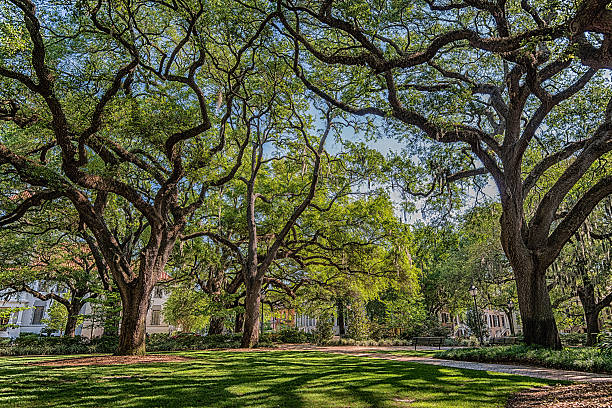 istock City Park in Savannah, Georgia 180715565
