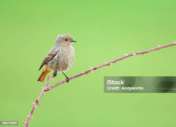 Female Black Redstart Stock Photo - Download Image Now - Animal, Bird, Colored Background