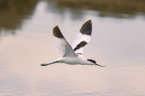 A Pied Avocet flying low over water, sunny morning in springtime, Camargue (Provence, France)