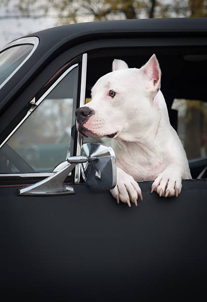 istock Pit Bull hanging out of a car window 180716132