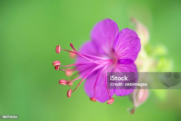 Горизонтальный Маленькая Изящная Фиолетовый Многолетний Розовый Цветок — стоковые фотографии и другие картинки Без людей