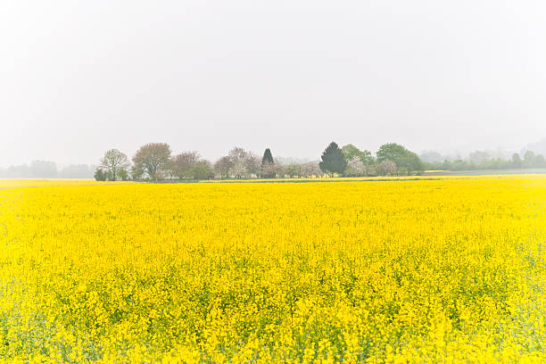 istock Canola Filed in Morning Fog 180716176