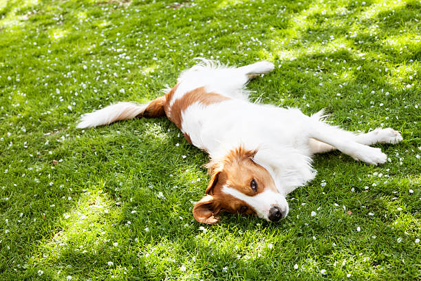 istock dog in garden 180716181