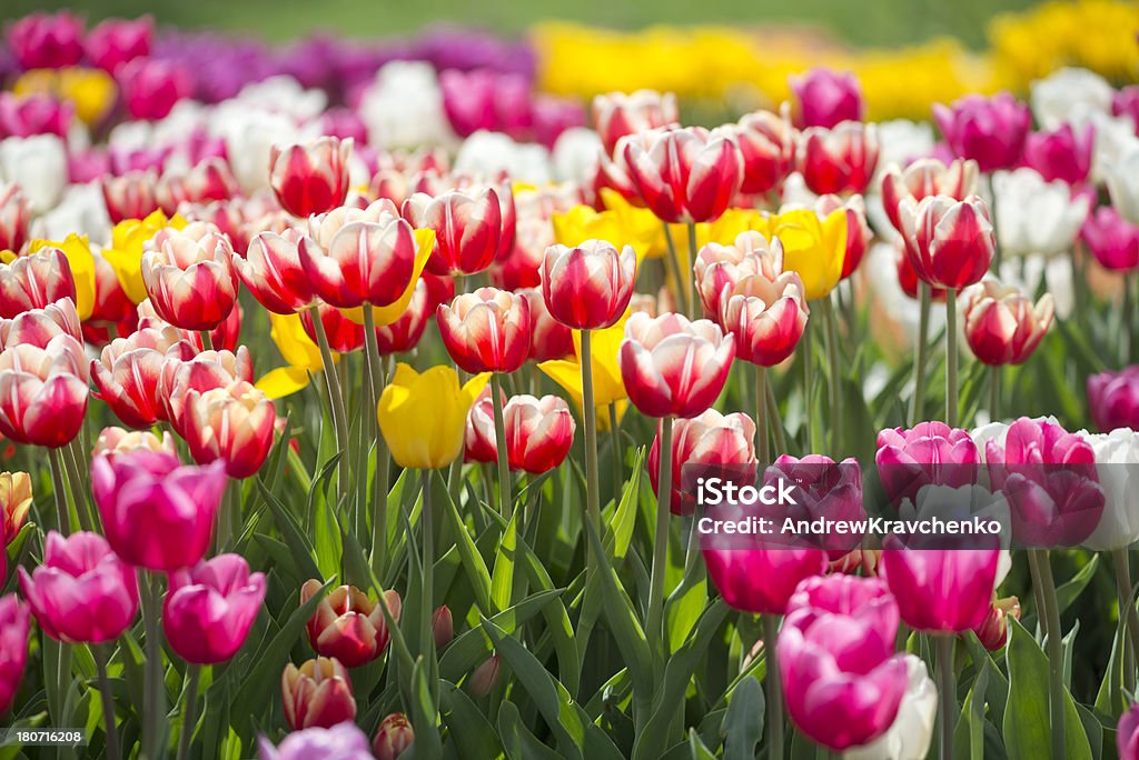 Tulipes - Photo de Beauté de la nature libre de droits