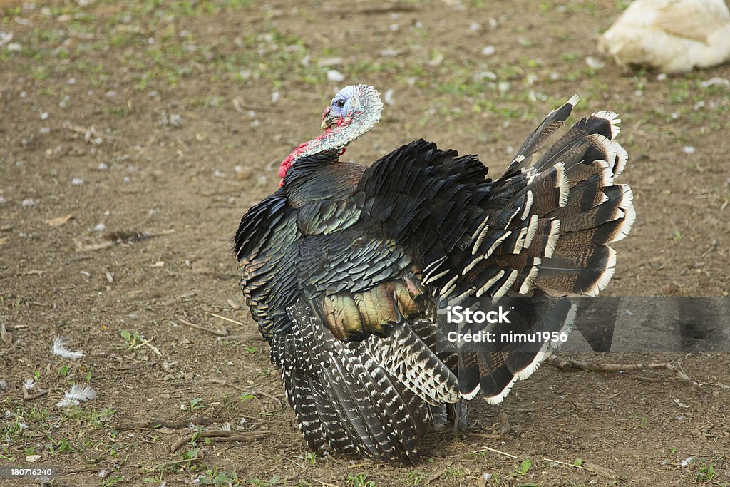 La Turchia - Foto stock royalty-free di Alba - Crepuscolo