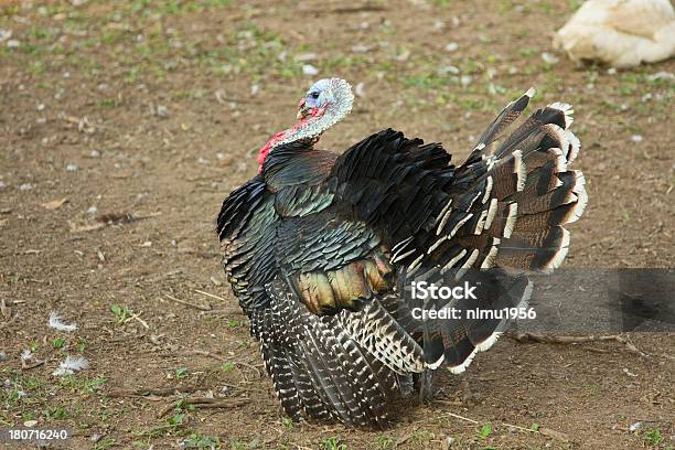 La Turchia - Fotografie stock e altre immagini di Alba - Crepuscolo - Alba - Crepuscolo, Ambientazione esterna, Animale