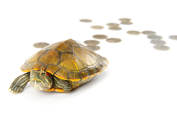 istock Tortoise and Money 180716264