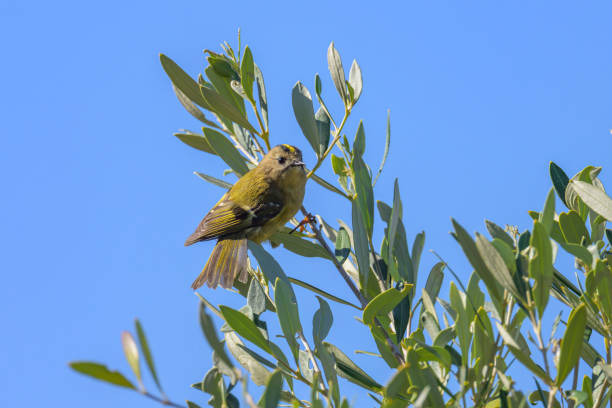 A Goldcrest sitting on an olive tree A Goldcrest sitting on an olive tree, sunny day in autumn in Cres (Croatia) regulidae stock pictures, royalty-free photos & images