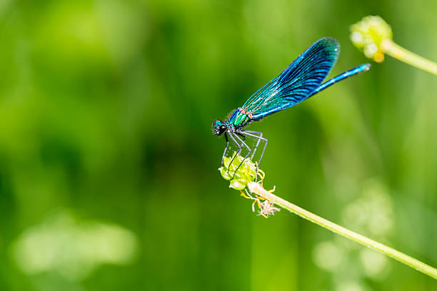 istock Blue Dragonfly on Blade of Grass 180716375