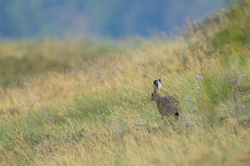 A European hare walking in a meadow, sunny morning in Italy