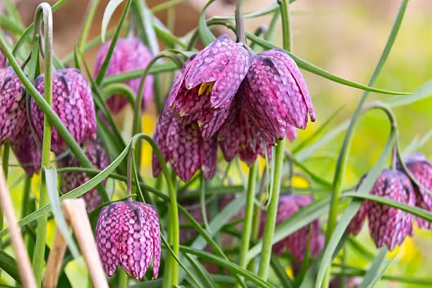 "Beautiful Fritillaria meleagris in springtime. In Europe, this flower is rarely founded. It is an endangered species of plants. I saw the flower in the nature reserve in Hamburg-Wilhelmsburg, in Heuckenlock near the Elbe River.For more nature details, please look here:"