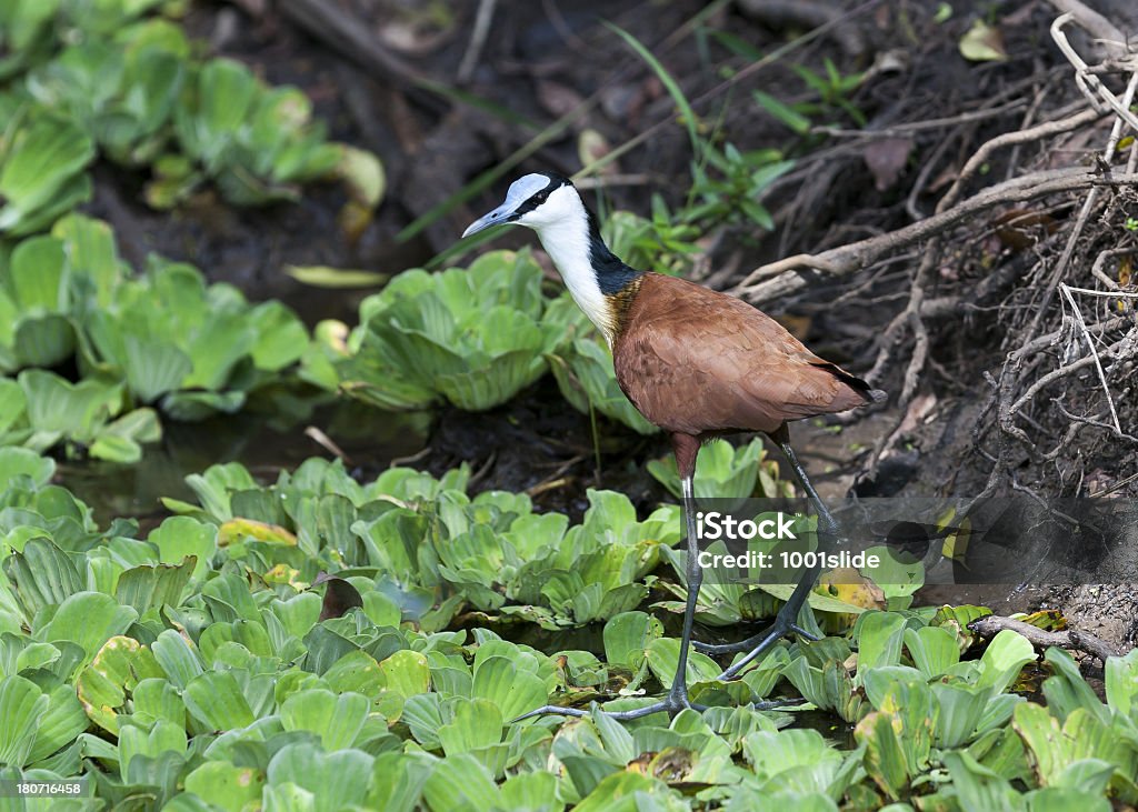 Gallito de agua africano - Foto de stock de Aire libre libre de derechos