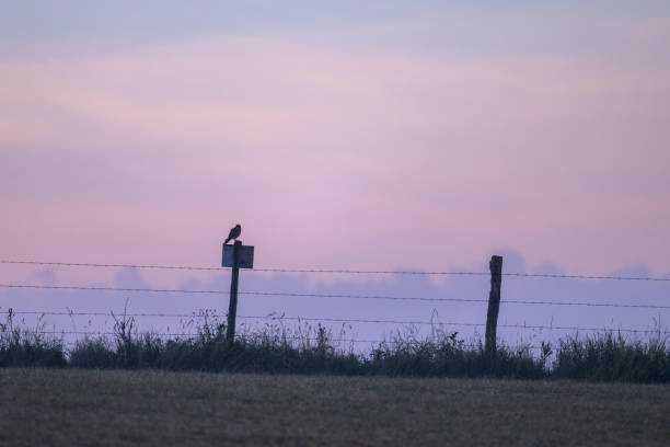 A Common Kestrel sitting on a wooden pole