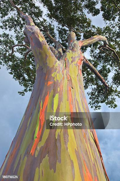 Tęcza Eukaliptus - zdjęcia stockowe i więcej obrazów Eukaliptus tęczowy - Eukaliptus tęczowy, Drzewo, Bez ludzi
