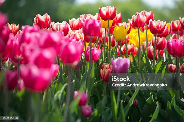 Tulips Stock Photo - Download Image Now - Beauty In Nature, Color Image, Colors