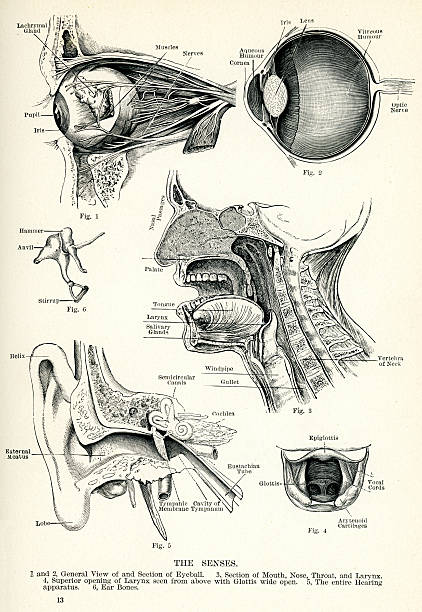 Human Senses "Vintage engraving of the human senses, icluding a view of the eyeball, section of mouth, Nose, Throat and Larynx, and the entire hearing apparatus." vintage medical diagrams stock illustrations