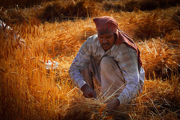 istock Indian farmer cutting, harvesting wheat 180716712
