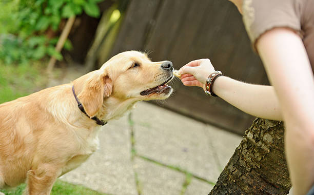 feeding el perros - golden retriever dog retriever waiting fotografías e imágenes de stock