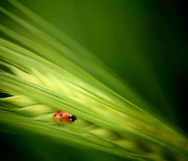 Photo of Lady bug in deep grass