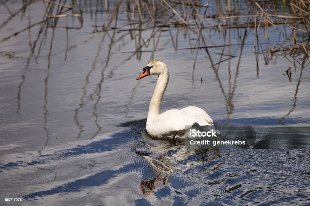 Swan nadar por la tarde, la luz del sol, Alpes suizos, estanque - Foto de stock de Agua libre de derechos