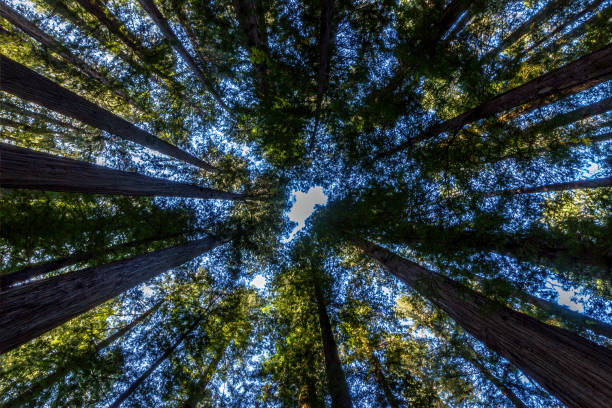 istock Tree tops of giant  sequoia tree 1807171725
