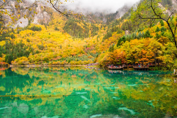 hermosa vista panorámica de otoño en el lago de cinco flores en el parque nacional de jiuzhaigou - jiuzhaigou national park jiuzhaigou national park unesco world heritage site fotografías e imágenes de stock