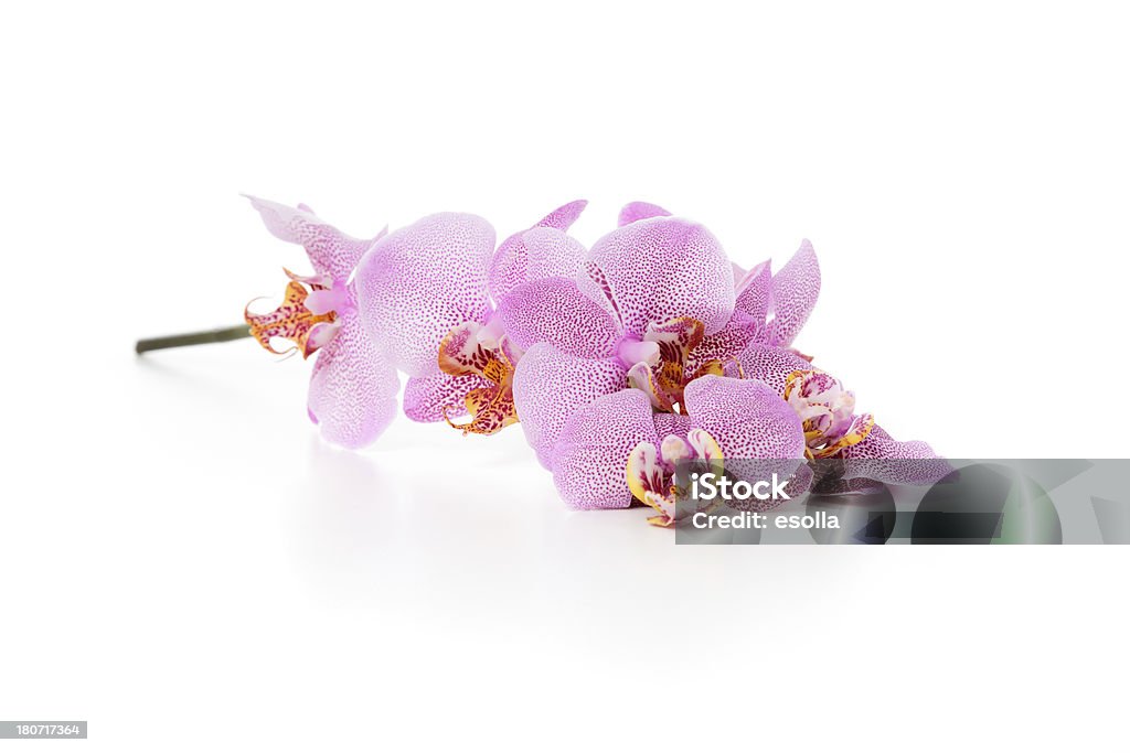 Orchidee Phalaenopsis - Foto stock royalty-free di Composizione orizzontale