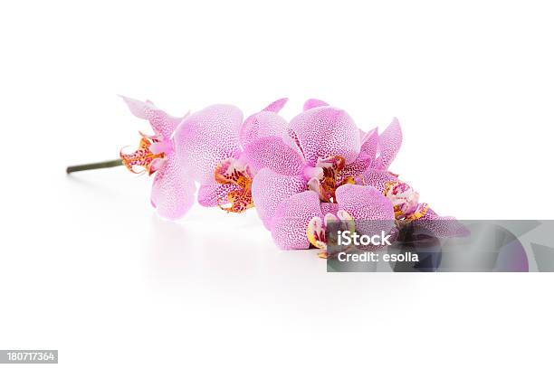 Orchidee Phalaenopsis - Fotografie stock e altre immagini di Composizione orizzontale - Composizione orizzontale, Fiore, Fotografia - Immagine