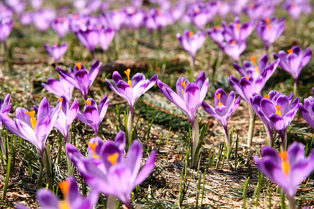 crocus stock photo